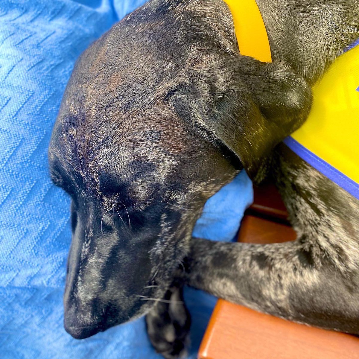 NRH_fdn's tweet photo. We’d a VIP visitor to the NRH.
Bruce started volunteering as a visiting pet therapy dog 🐾
He’s very excited about his new role and loved being petted 😌
#Peata #PetTherapy #NRH #Volunteering #DogsOfDublin #Rehab #Volunteer #CSR #GiveBack https://t.co/t7KsTUhJ8G