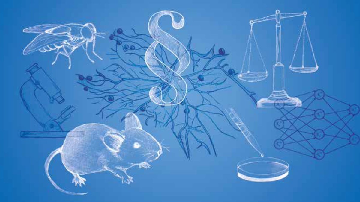 Hellmut Augustin (@hellmutaugustin) on Twitter photo Important position paper on animal experimentation by <a href="/dfg_public/">DFG public | @dfg_public@wisskomm.social</a>. Quote: "Animal experiments are an indispensable component for outstanding scientific findings and medical applications. There is no separation between research 'with' and 'without' animals" dfg.de/download/pdf/d… Important position paper on animal experimentation by <a href="/dfg_public/">DFG public | @dfg_public@wisskomm.social</a>. Quote: "Animal experiments are an indispensable component for outstanding scientific findings and medical applications. There is no separation between research 'with' and 'without' animals" dfg.de/download/pdf/d…