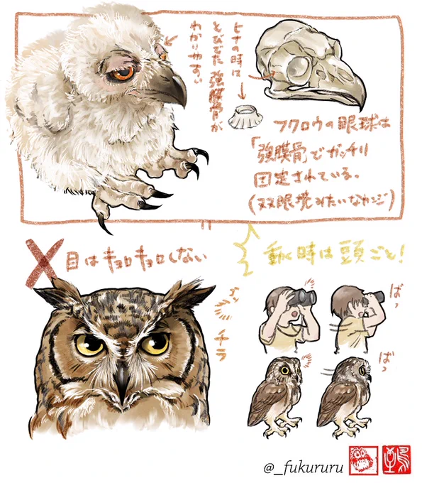 #OwlAwarenessDay  #国際フクロウ啓発の日フクロウの日なので絵を描く人向けの豆知識目をキョロキョロしない状況によって足のカタチが変わる(枝にとまる時、趾は前2本) 