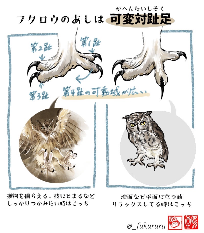 #OwlAwarenessDay  #国際フクロウ啓発の日

フクロウの日なので絵を描く人向けの豆知識🦉
🦉目をキョロキョロしない
🦉状況によって足のカタチが変わる(枝にとまる時、趾は前2本) 