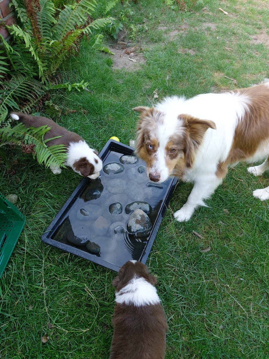 Chaostrueppchen's tweet photo. Bei der Wärme ist etwas Abkühlung immer gut! Außerdem können die Schokomäuse vorsichtig kennenlernen mit den Pfoten ins Wasser zu gehen und über nasse Steine zu laufen. Snickers und Mars schauen sich das schon mal mit Mama an. https://t.co/fRxl0Sbb00