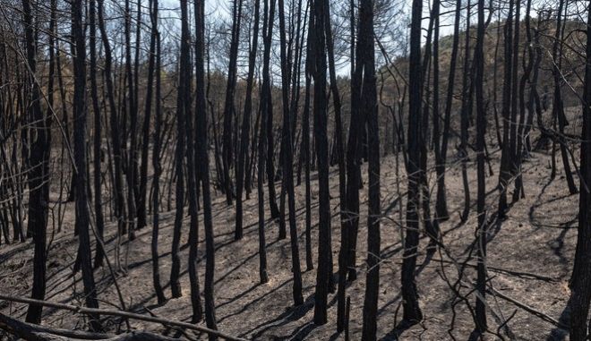 Δήμαρχος Σουφλίου
΄΄Απορώ με τη προσπάθεια υποβάθμισης της καταστροφής στη #δαδια 
Προτείνω στους αρμοδίους
να έρθουν να περπατήσουν το δάσος
& μετά να σχολιάσουν αν συντελέστηκε μεγάλη οικολογική καταστροφή ή όχι΄΄
Σε ένα πνεύμονα όχι μόνο του Εβρου αλλά όλης της Ευρώπης #φωτια