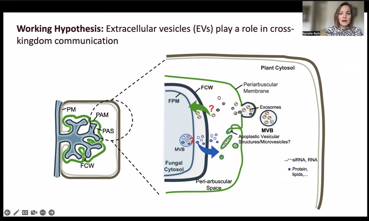 fmartin1954's tweet photo. #ICOM11 & #iMMM5 Ronelle Roth reporting on her amazing work on the role of exosomes/apoplastic extracellular vesicles … hunting for biomarkers, such as tetraspanins … https://t.co/WvaUphnqOt