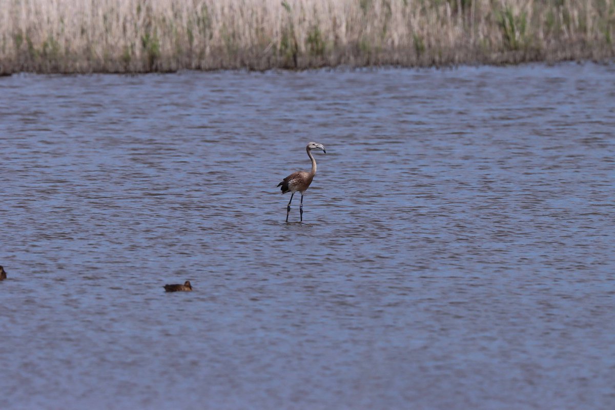 Tropische temperaturen in Nederland, deze #flamingo past daar wel bij, gister in de #oostvaardersplassen #npnieuwland #staatsbosbeheer