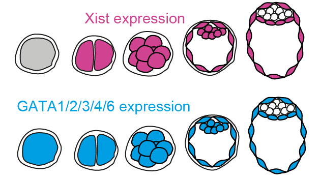 EddaGSchulz's tweet image. We’re excited to share our new preprint, headed by Liat Ravid Lustig and @AbhiSampKumar, where we identify the GATA family as tissue-specific activators of Xist, which are required for initiation of X inactivation in early embryos. biorxiv.org/content/10.110…. See tweetorial below