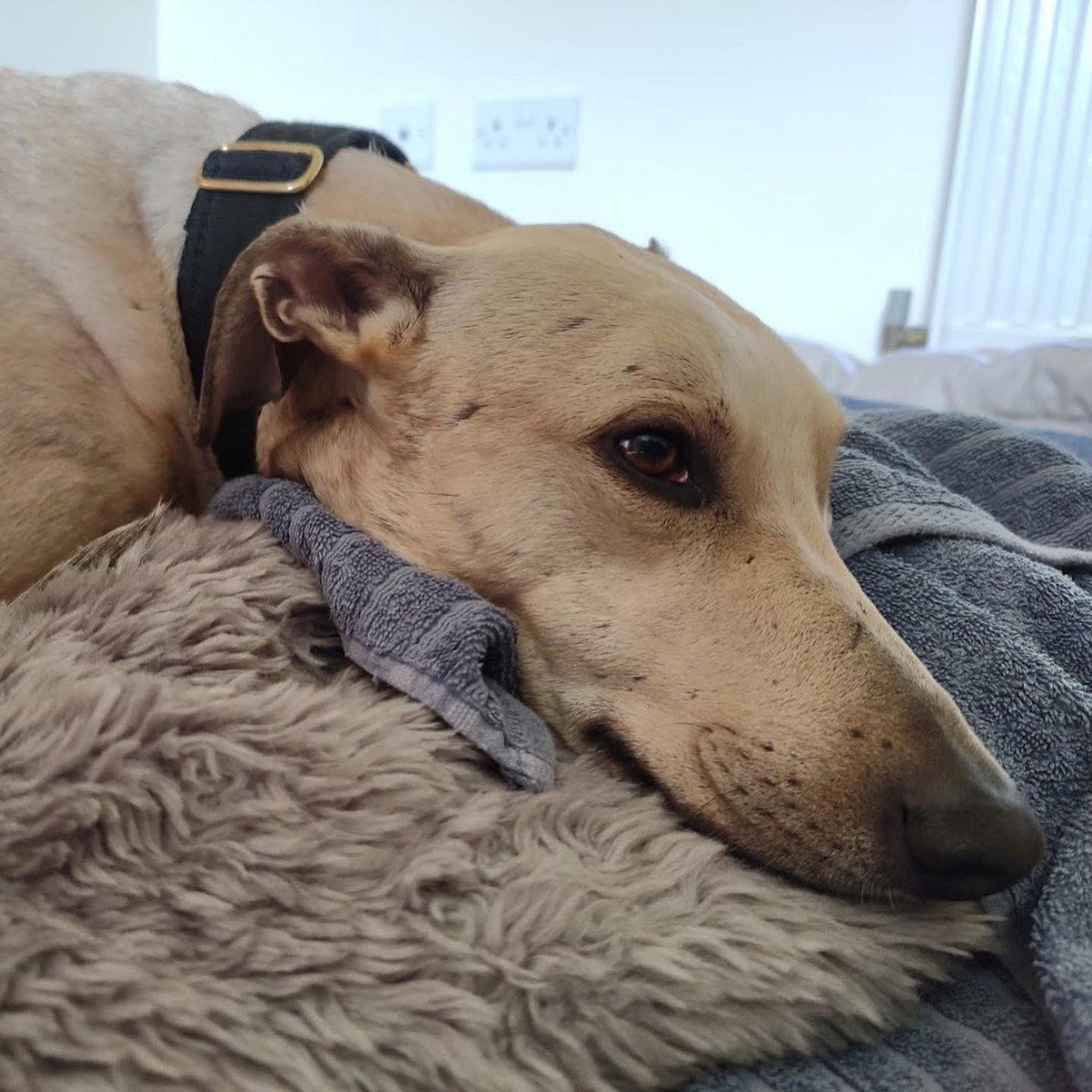 DT_WestCalder's tweet photo. Kai 🐾 is a sweet 5 year old lurcher who is currently in foster while he searches for his forever home 🏡 

💛Kai is housetrained
💛Kai walks nicely on lead
💛Loves his naps
💛Enjoys tasty treats
💛Enjoys human company 
💛Likes adventures in the car 

Apply today! @DogsTrust 🐾 https://t.co/OYUAH7Xgcl