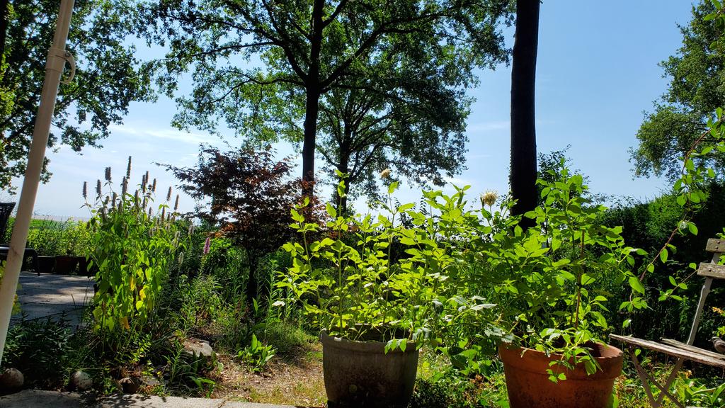 Unfortunately, my leukemia treatment failed so far, the chemo didn't work. So, after a few resting days at home (photo), I am now off to the academic hospital in Maastricht for (much) more chemo  followed immediately by a stem cell transplant. Let's hope this works. ❤