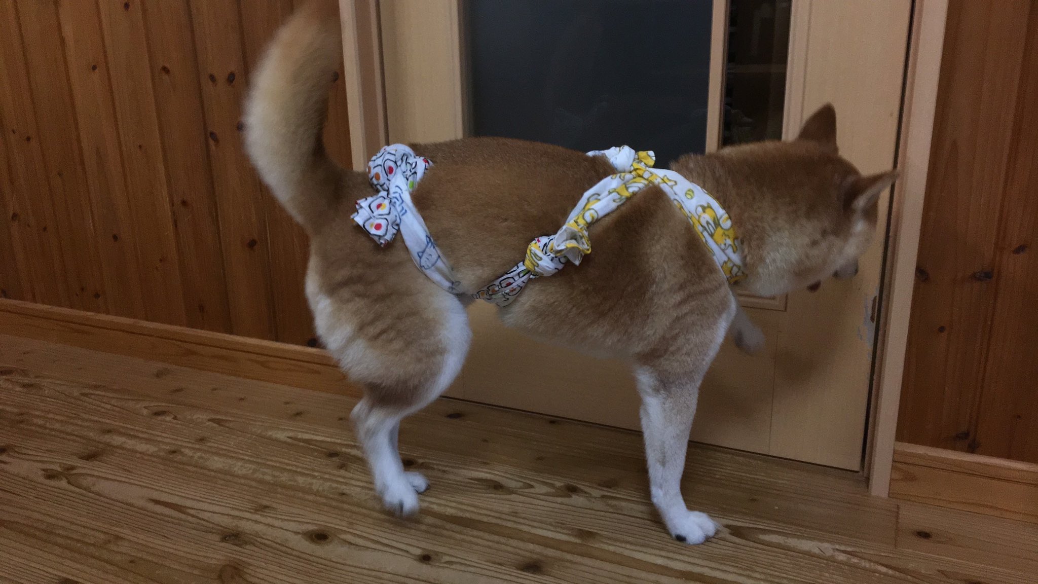 おじいちゃん犬 雷 花火を怖がる時には たすき掛けが効果あるかもらしい 抱きしめてもらってる感覚になって落ち着くんだって 俺も知らなかったんだけど 教えてもらったんだ 知ってて損はないぞ 雷花火はへっちゃら君だった俺 犬 花火