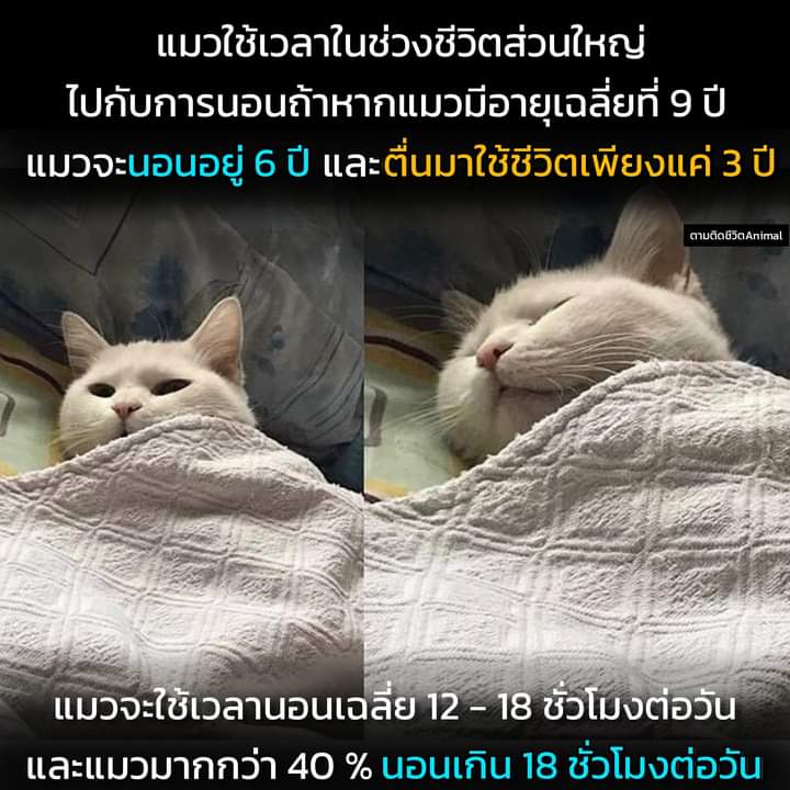 นอนหักโหมจนอยากปลุกให้มาพักผ่อนบ้าง
