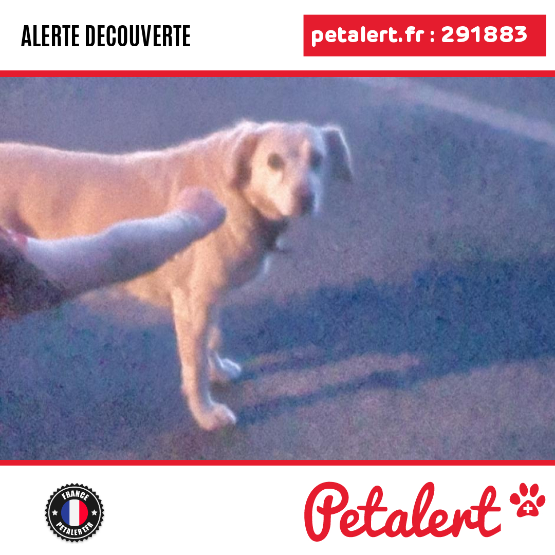 petalert_france's tweet photo. Trouvé #Chien #Finistere #SaintDivy #Petalert #PetAlert29 / https://t.co/zTKhlw0pid https://t.co/WjaMAp78T1