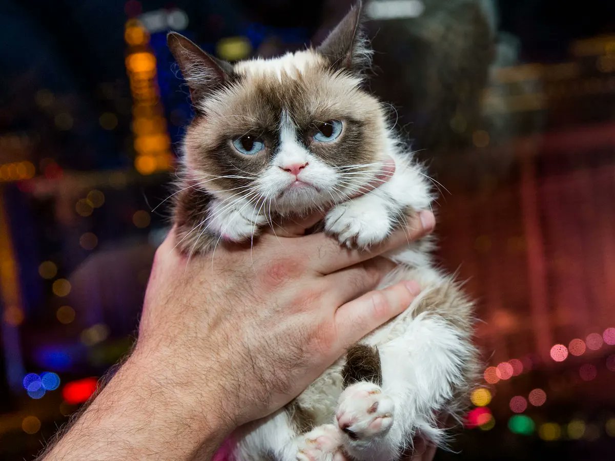 Congratulations! You followed me at the beginning of my #AAMKT High! webinar. The first person to Tweet an irrelevant photo of a cute cat will receive one of my favorite books. Yes, now! Tag me and <a href="/AAMHQ/">Association for Accounting Marketing</a>