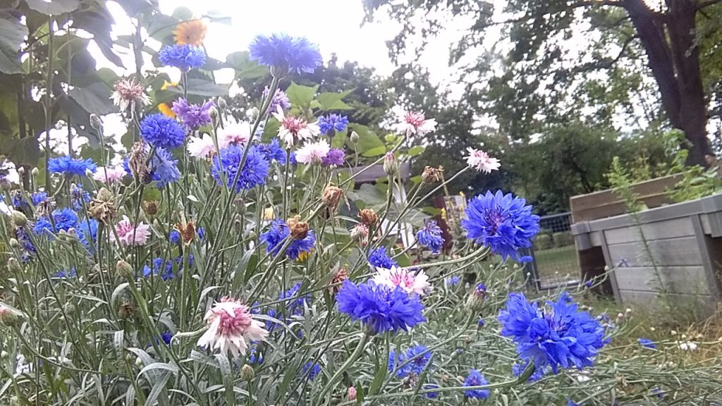Stadtgaerten's tweet photo. Wir machen heute ein #Picknick im Park! Kommt vorbei, holt euch ein Getränk, erfrischt euch am Brunnen oder lernt, wie man Kräuterbutter schüttelt. Kräuter gibt's reichlich🌿
Ihr könnt auch was mitbringen - #Kinder und #Freunde zum Beispiel ;-)
https://t.co/u6oIcF8Hxf #DD #APark https://t.co/1net6m301l