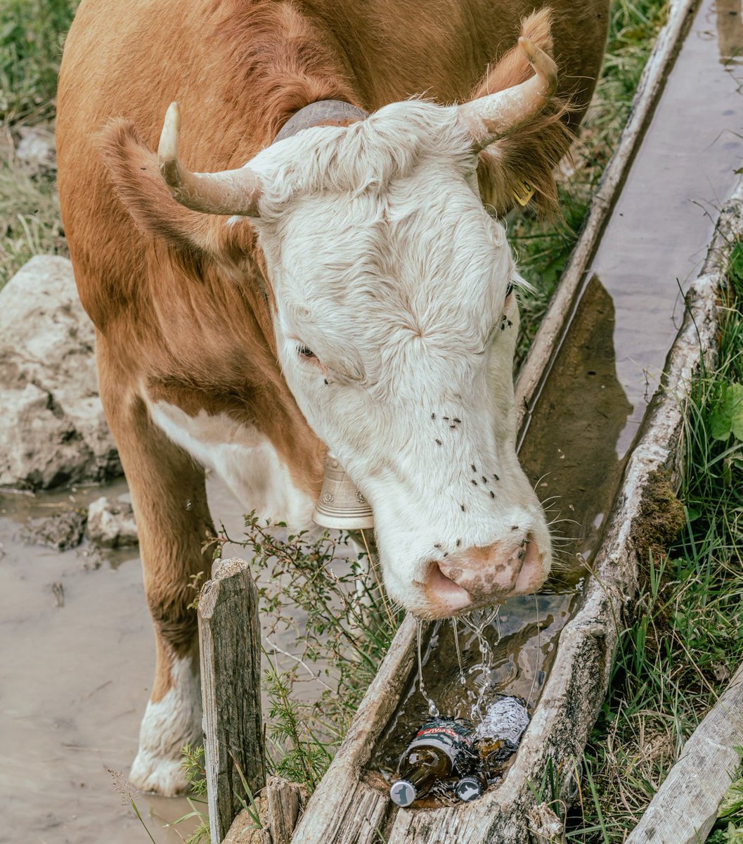 SimmentalerB's tweet photo. 🐮 Die Simmentaler im Niedergang? Alles dazu im neuen Newsletter von uns. Jetzt reinschauen.

https://t.co/UGqeR56nl3 https://t.co/RvHGeEEvCF