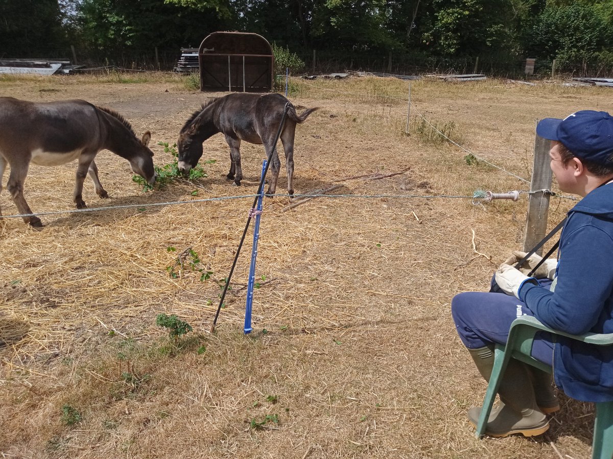 RoadFarmRamblin's tweet photo. There's nothing quite like a tasty branch (and a nice sit down) on a hot sunny day! #donkeys #InvolvementMatters
@SFarms_Gardens https://t.co/JW6a4CkzNi
