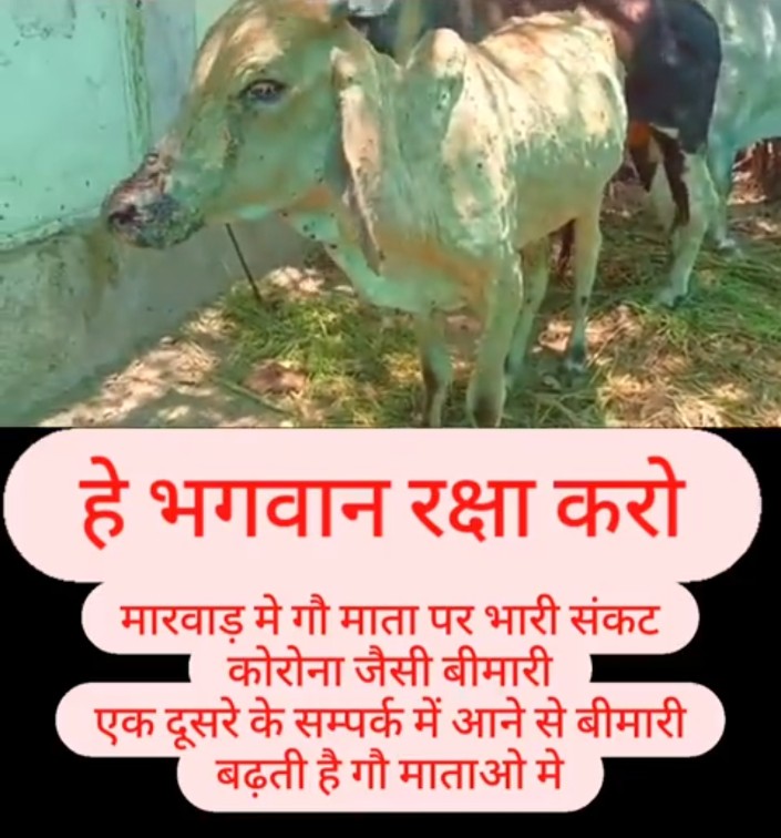 राजस्थान के मारवाड़ क्षेत्र में कोरोना जैसी पशुओं में बीमारी त्वरित गति से बढ़ रही हैं । अतः राज्य और केंद्र सरकार उक्त बीमारी को ध्यान में रखते हुए बचाव अभियान चलाने का श्रम करावें । 🙏 @PMOIndia @RajCMO @ashokgehlot51 @OfficeofGSD @aajtak @zeerajasthan_