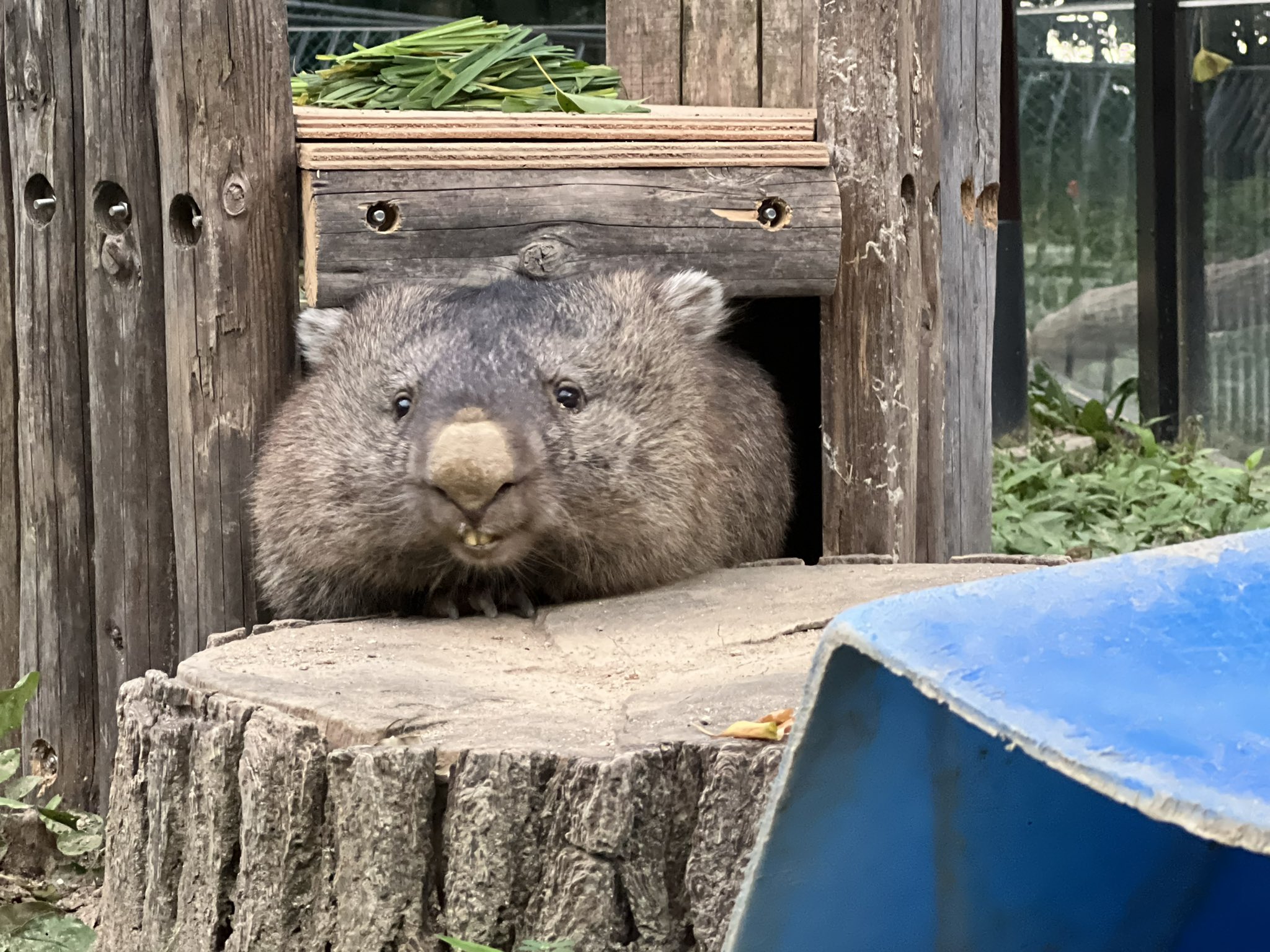 五月山動物園 公式 そこから出れる ウォンバット フク 五月山動物園 ウォンバット T Co 1fshfxvufi Twitter