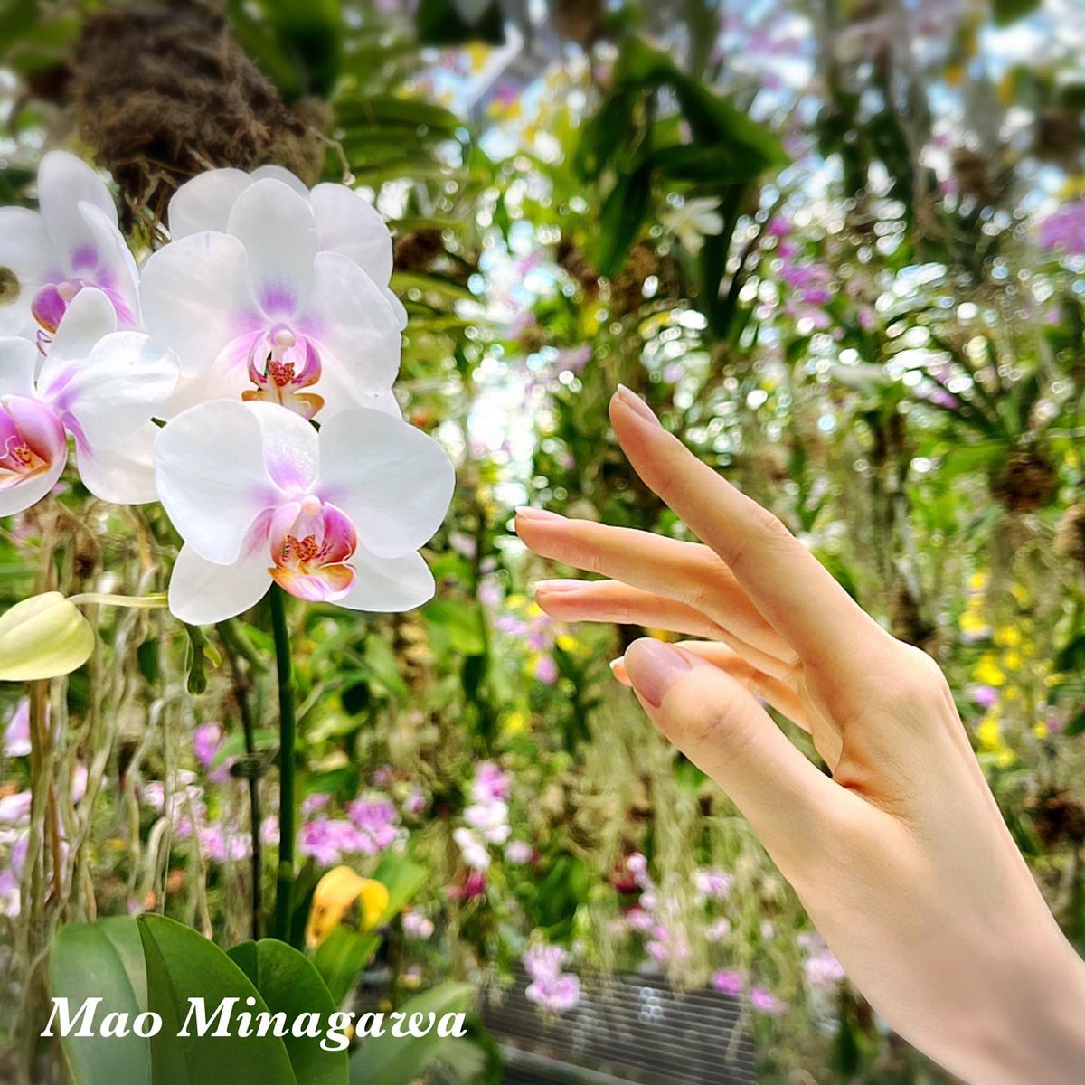 MaoHandmodel's tweet image. 水に入り、花と一体化。幻想的な世界に浸る
Le musée où on s&apos;identifie avec l&apos;eaux et des fleurs.
Le monde fantastique!
☆
☆
☆
#handmodel #partsmodel  #nailmodel  #ハンドモデル #パーツモデル #手タレ #チームラボプラネッツ #豊洲 #花 #水 #幻想的な世界