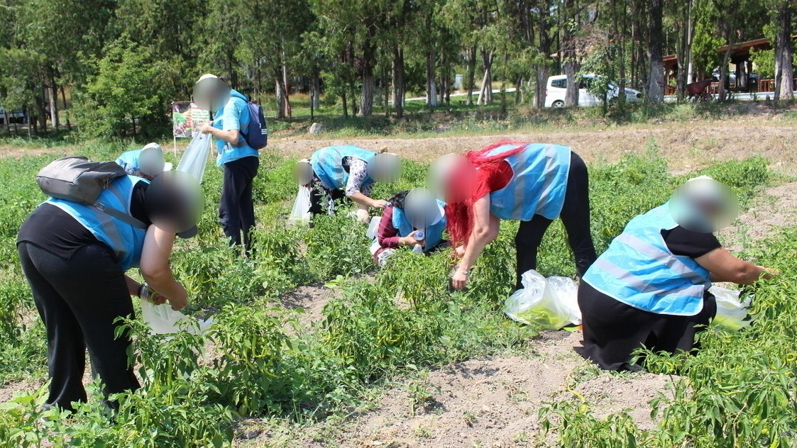 Ankara Denetimli Serbestlik Müdürlüğü Tarımsal Rehabilitasyon Alanında tedavi ve denetimli serbestlik tedbiri altındaki kadın yükümlüler ve çocukları ile birlikte Daire Başkanlığımız Tetkik Hâkimi <a href="/mutluaksoyy/">Mutlu AKSOY</a>'un katılımıyla hasat etkinliği düzenlendi <a href="/OZTRK_alprn/">Alperen ÖZTÜRK</a> <a href="/serdar76sezer/">serdar sezer</a>