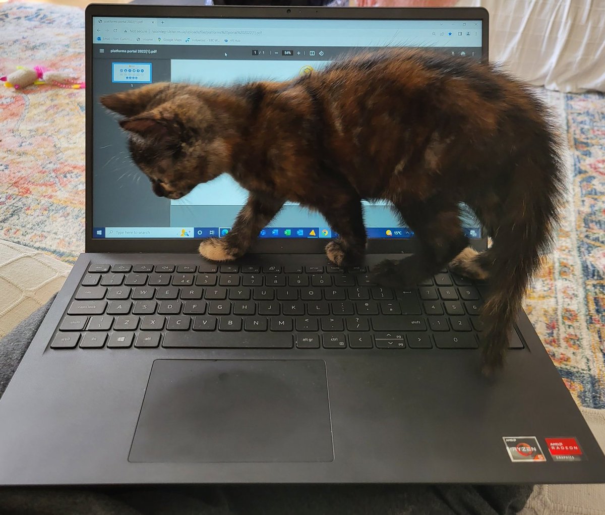 Tom__Cummings's tweet photo. Working from home with a new kitten... More of a hindrance than a help. Good job she's cute! 😅🐈‍⬛ https://t.co/ElVsyJEEvX