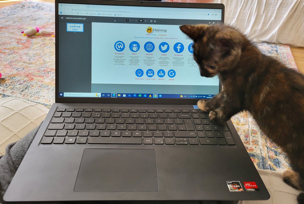 Tom__Cummings's tweet photo. Working from home with a new kitten... More of a hindrance than a help. Good job she's cute! 😅🐈‍⬛ https://t.co/ElVsyJEEvX