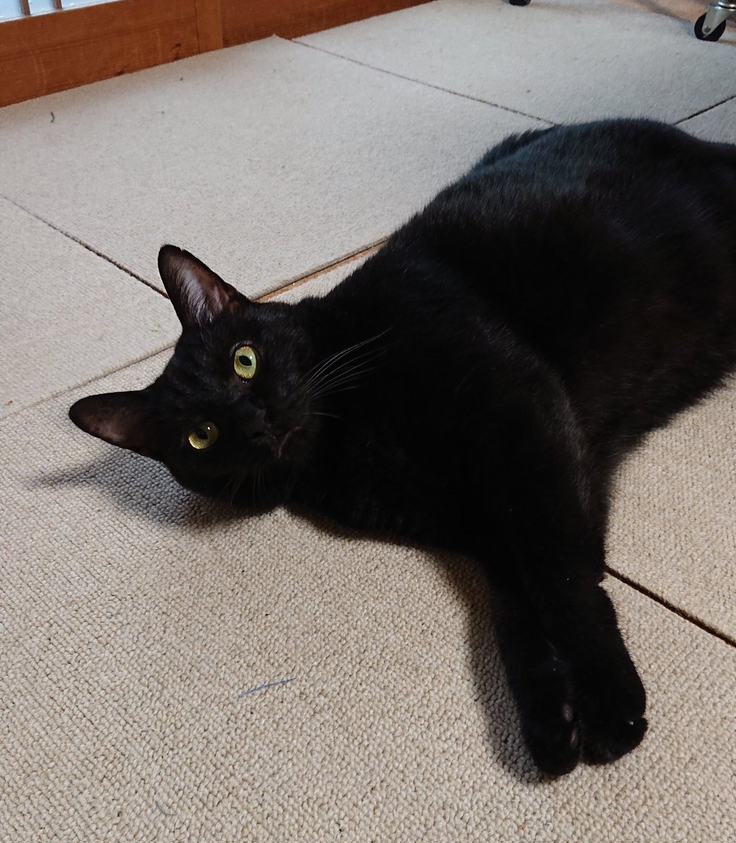 chi_cco's tweet photo. 猫シッター初日。
お家着いたら猫にごはん。
マキタの掃除機の充電してる間に、猫トイレ(３か所)チェック、キッチンまわりの片付けと水回り掃除、充電出来たら家中掃除機かけて、コーヒー入れて……と、自分が気持ち良く過ごせるように掃除する習性のおかげで、やることいっぱい忙しい。 https://t.co/KSi98wAqLX