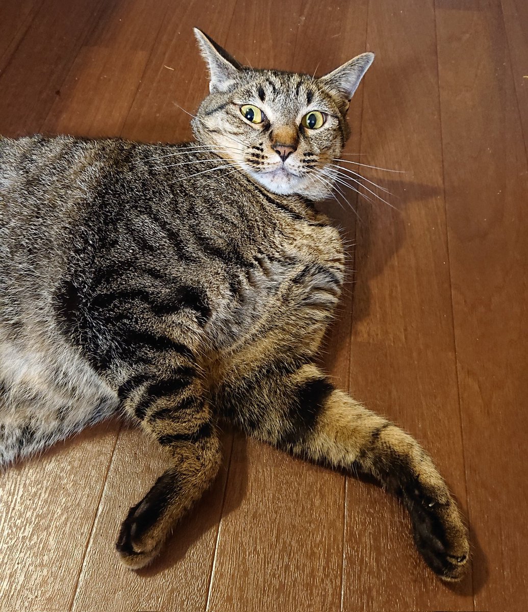chi_cco's tweet photo. 猫シッター初日。
お家着いたら猫にごはん。
マキタの掃除機の充電してる間に、猫トイレ(３か所)チェック、キッチンまわりの片付けと水回り掃除、充電出来たら家中掃除機かけて、コーヒー入れて……と、自分が気持ち良く過ごせるように掃除する習性のおかげで、やることいっぱい忙しい。 https://t.co/KSi98wAqLX