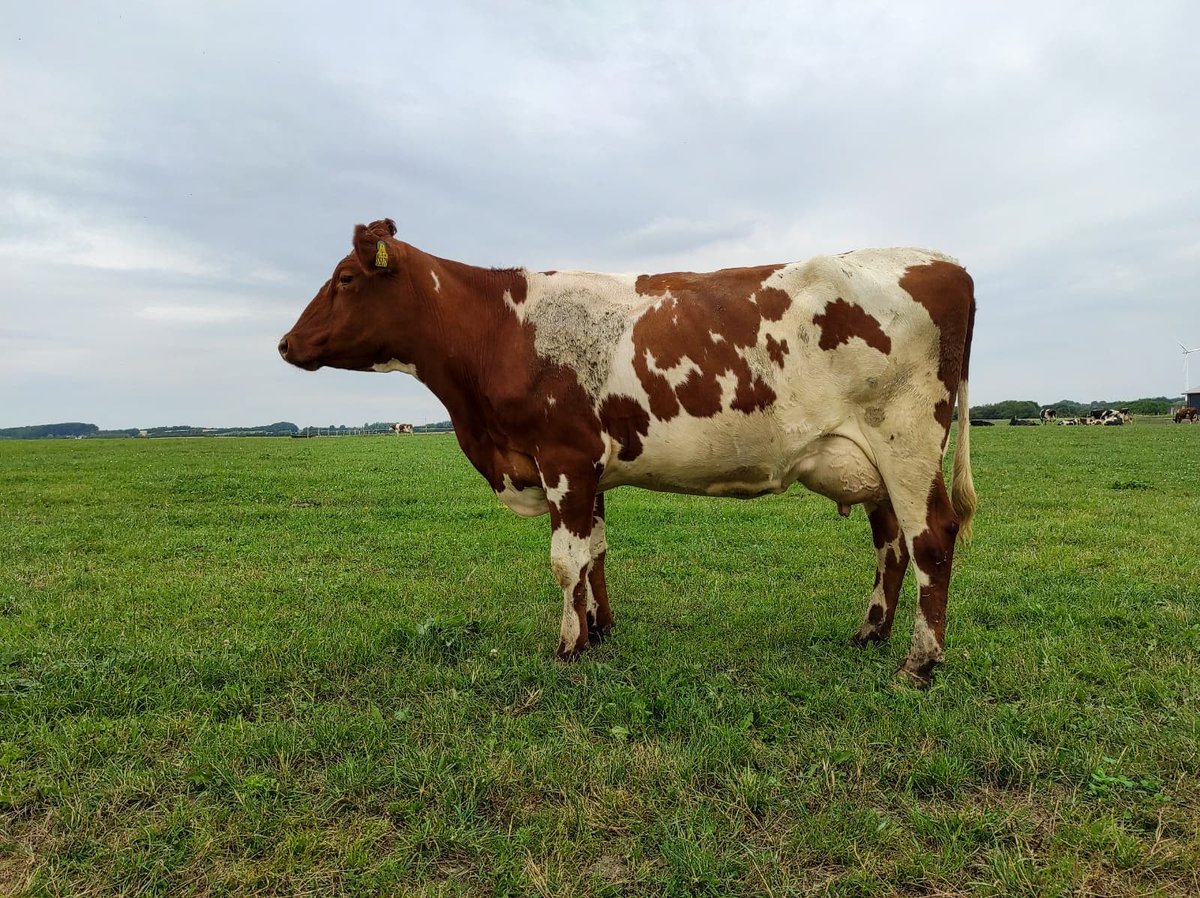 ProcrossCows's tweet image. Today we got a new picture📸 from Nørregaard Procross in Danmark 🇩🇰🇩🇰
This #ProCROSS cow is in 1st lactation (VR Fanof P (VikingRed) x Gargano (Montbéliarde) x Holstein). 233 days in milk. producing 35,4 kg ECM per day.
#proven #profitable #vikingred #coopexmontbeliarde