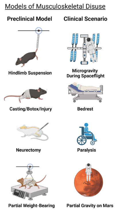 ASBMR's tweet photo. Authors of a #JBMR review provide a detailed overview of current preclinical models of musculoskeletal disuse and the clinical scenarios they seek to recapitulate

https://t.co/0RBcfZ2yiv

@EvanBuettmann @GabrielHoppock @MAFriedmanVCU @LarrySuva @HenryJDonahue1 

#ASBMR https://t.co/YfKATaCwkD