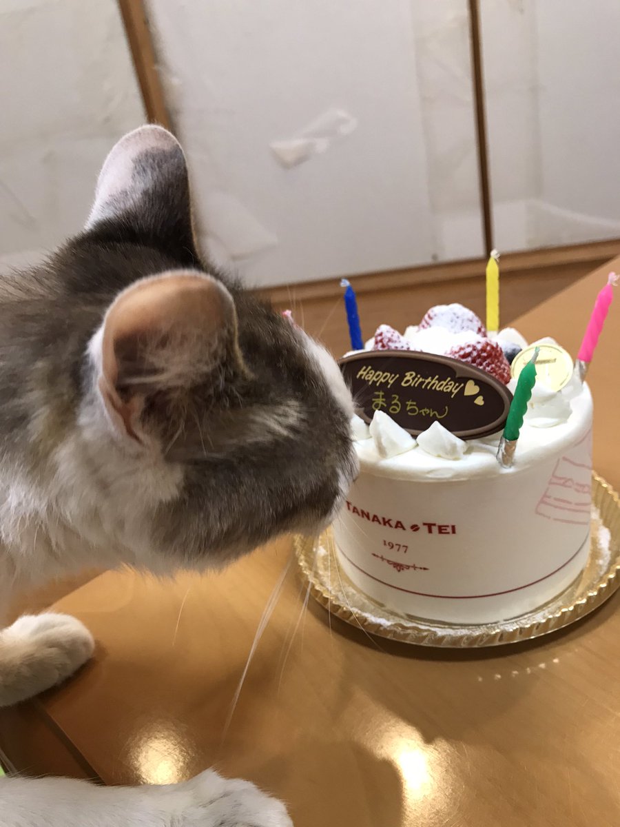NyaSharl's tweet photo. Happy birthday🎉
まるちゃん♪
グンちゃん♪
素敵な1年になりますように！ https://t.co/354ERfAMH4