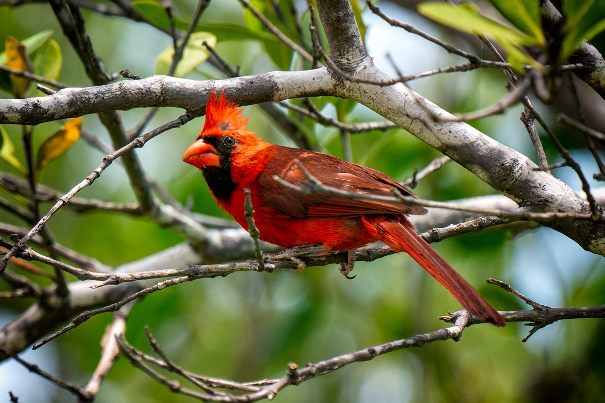 GF4Birds's tweet photo. CHEEP! CHEEP! The noisiness of Cardinals always makes them easy to find!

#instabird #birdsofinstagram #birdstagram #birding #feathered #birdphotography #nature #floridabirds #florida #birds #bird #naturepics #sonya7iii #cardinal https://t.co/uPtWQOzuzM