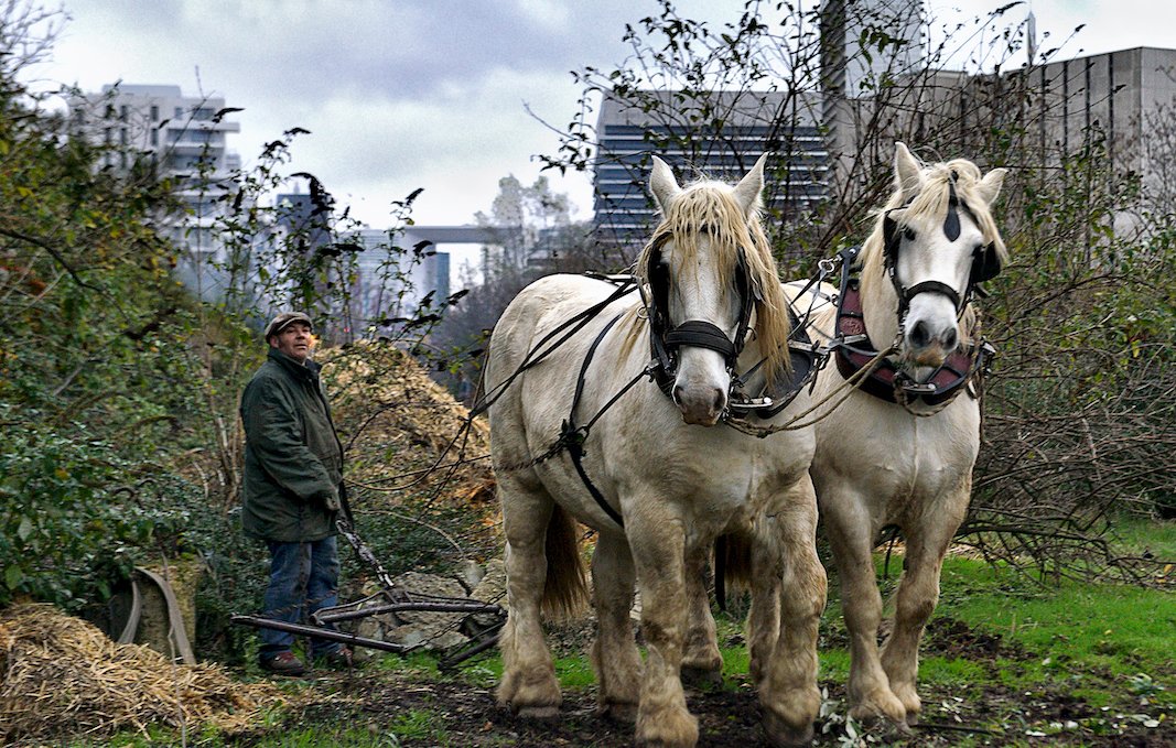 FrenchlyDoesIt's tweet photo. These urban farms show a very different side of Paris. https://t.co/JDzUcEru2K #Paris #ThingsToDo #UrbanFarms #FrenchFarms #ThingsToDoInParis https://t.co/cjiBFN0GdK