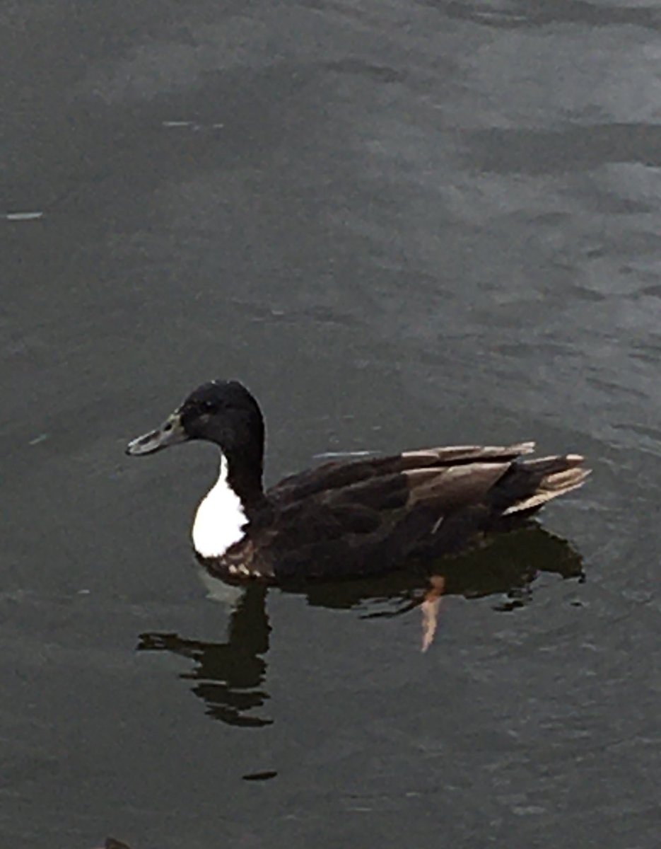 ⁦<a href="/CRCuthbert/">Charles Cuthbert</a>⁩  Hello Charles, please could you help with ID? Spotted today on River Yare at Brundall. Many thanks🦆