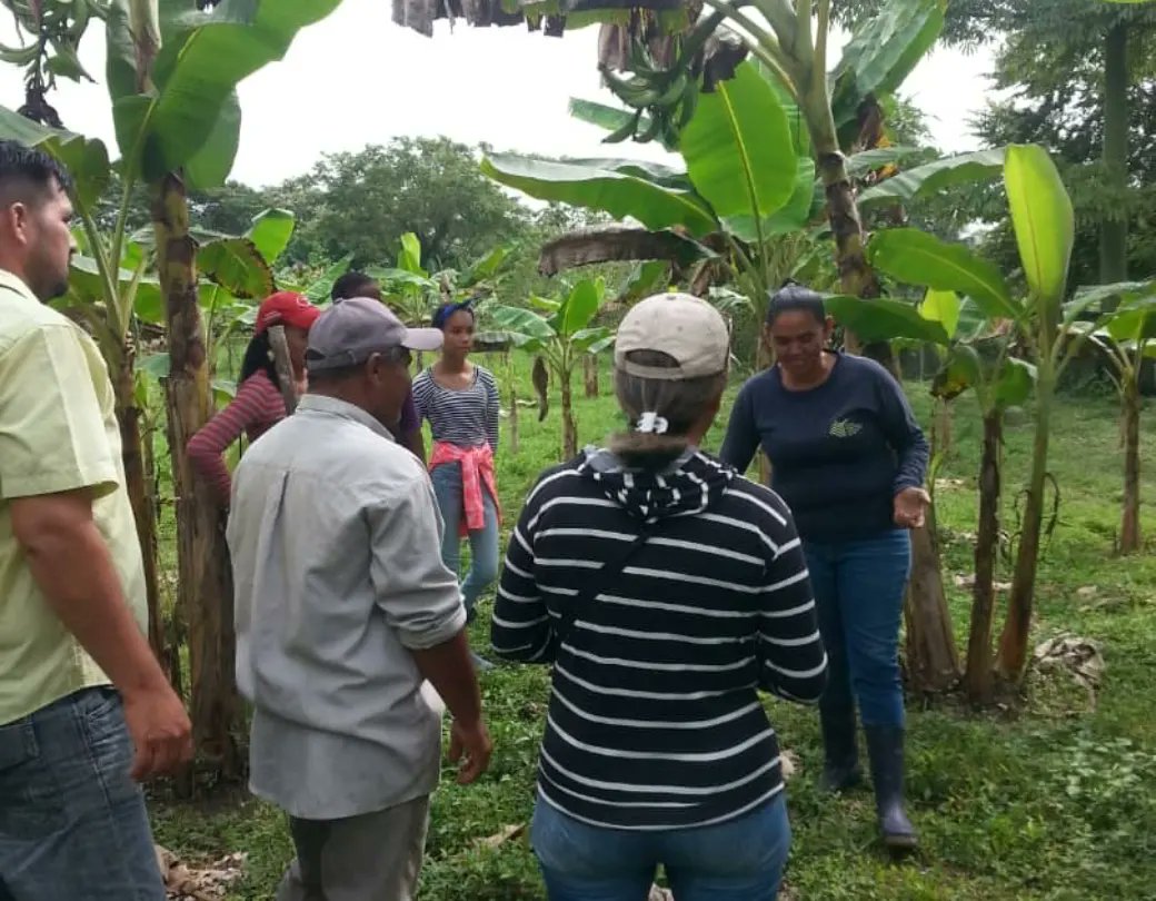 MAT_Zulia's tweet photo. Los días 2 y 3 de agosto, junto a la mancomunidad de La Bolívar, @uticex2021 #Minppapt Zulia y bajo la inducción de Norelys Pino, especialista del #Inia los participantes abordaron la teoría y práctica a fin de mejorar las técnicas de reproducción y manteniendo de la musácea. https://t.co/EkCqGF3iz1