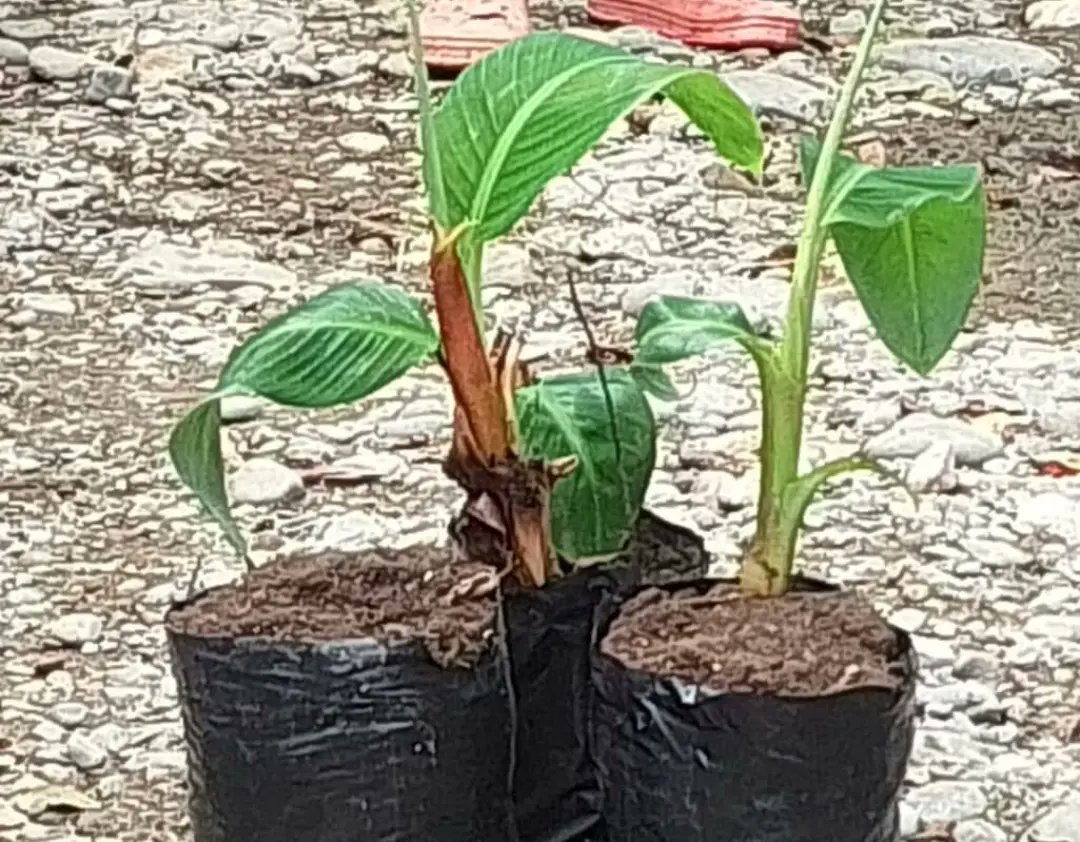 MAT_Zulia's tweet photo. Los días 2 y 3 de agosto, junto a la mancomunidad de La Bolívar, @uticex2021 #Minppapt Zulia y bajo la inducción de Norelys Pino, especialista del #Inia los participantes abordaron la teoría y práctica a fin de mejorar las técnicas de reproducción y manteniendo de la musácea. https://t.co/EkCqGF3iz1