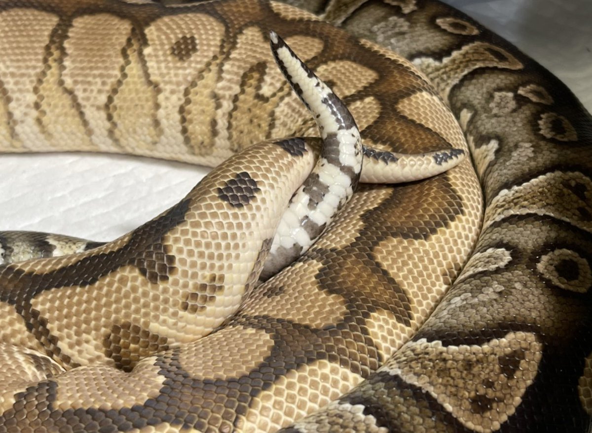spw_tokyo's tweet image. SPW-2022 CLUTCH#12
Dame : Special Spotnose Yb Clown
Sire : Stranger Het Clown 
#Strangerballpython
#Speciaclown 
#ボールパイソン
#ballpython 
#KINOVA
#iresreptiles