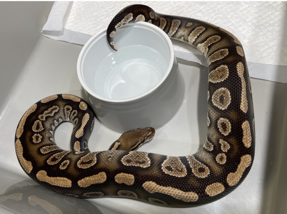spw_tokyo's tweet image. SPW-2022 CLUTCH#12
Dame : Special Spotnose Yb Clown
Sire : Stranger Het Clown 
#Strangerballpython
#Speciaclown 
#ボールパイソン
#ballpython 
#KINOVA
#iresreptiles