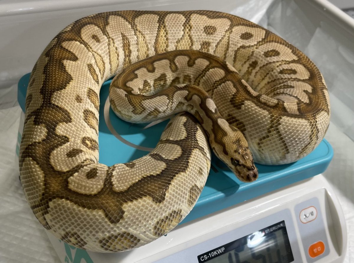 spw_tokyo's tweet image. SPW-2022 CLUTCH#12
Dame : Special Spotnose Yb Clown
Sire : Stranger Het Clown 
#Strangerballpython
#Speciaclown 
#ボールパイソン
#ballpython 
#KINOVA
#iresreptiles