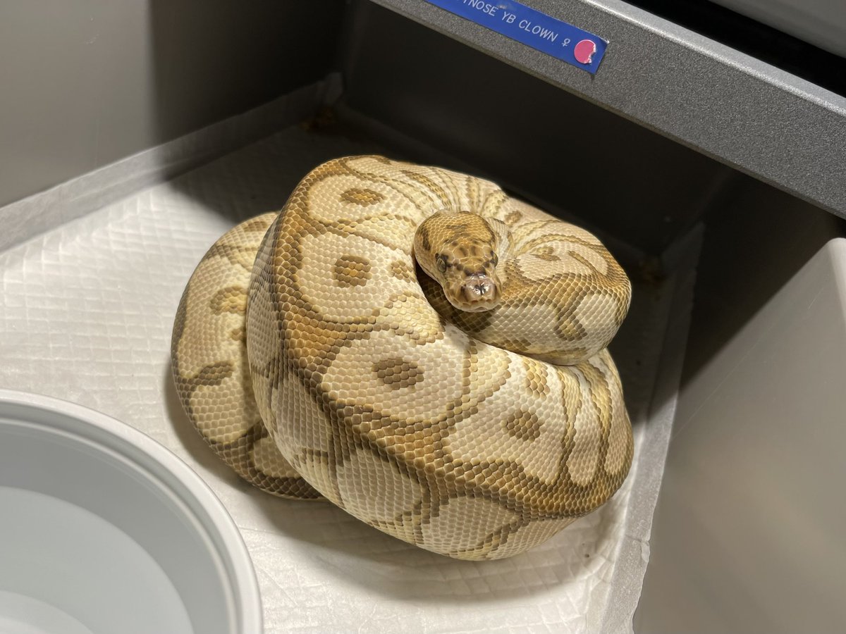 spw_tokyo's tweet image. SPW-2022 CLUTCH#12
Dame : Special Spotnose Yb Clown
Sire : Stranger Het Clown 
#Strangerballpython
#Speciaclown 
#ボールパイソン
#ballpython 
#KINOVA
#iresreptiles