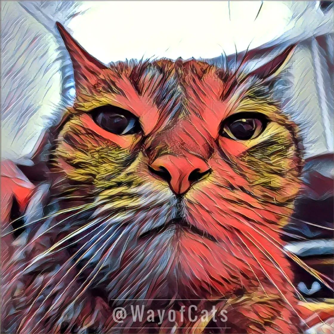 WayofCatsbook's tweet image. Cat stare at nothing? I explain. - Dear Pammy at the Way of Cats buff.ly/2QFJBl1

Because they see something, or they hear something, or they feel something. That's all.
#CatsofTwitter #CatAppreciators #CatMythbusting #DearPammy