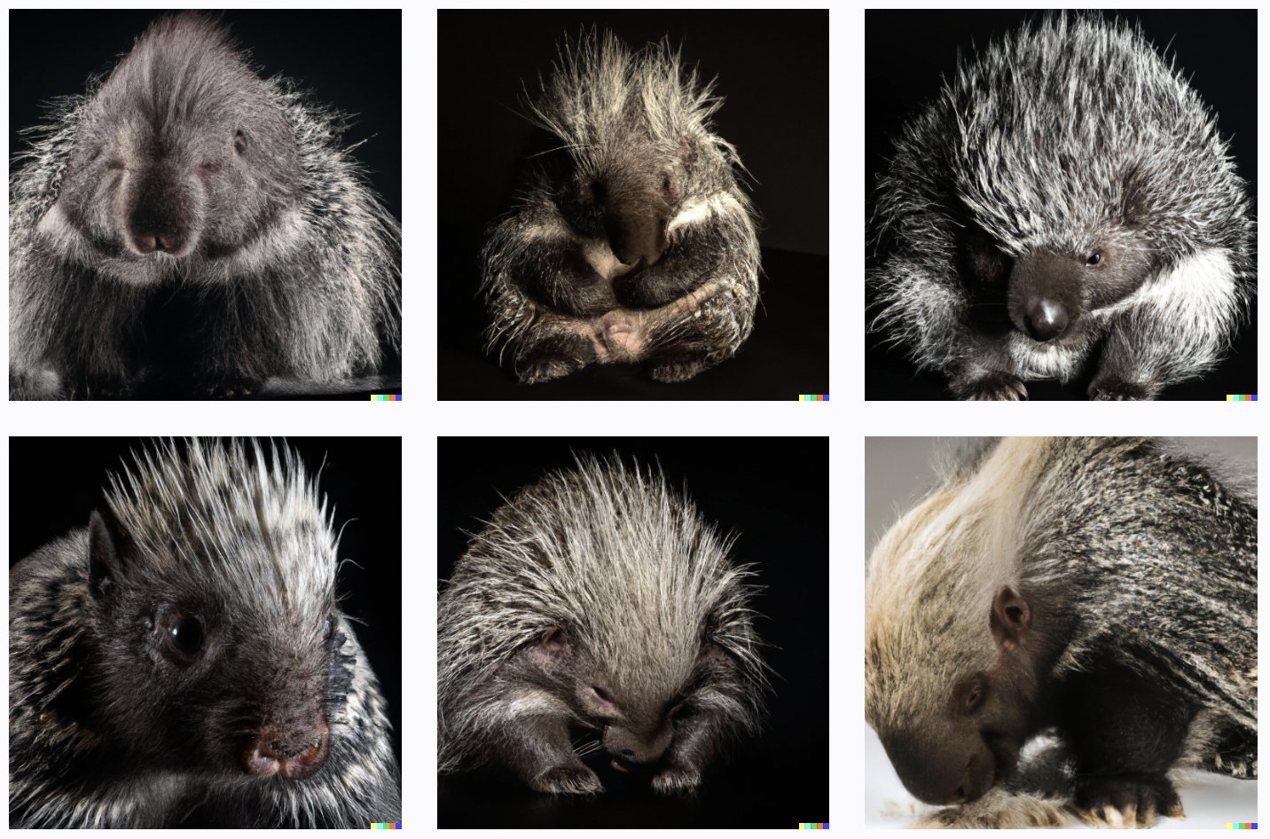 Porcupine Vs Hedgehog Difference