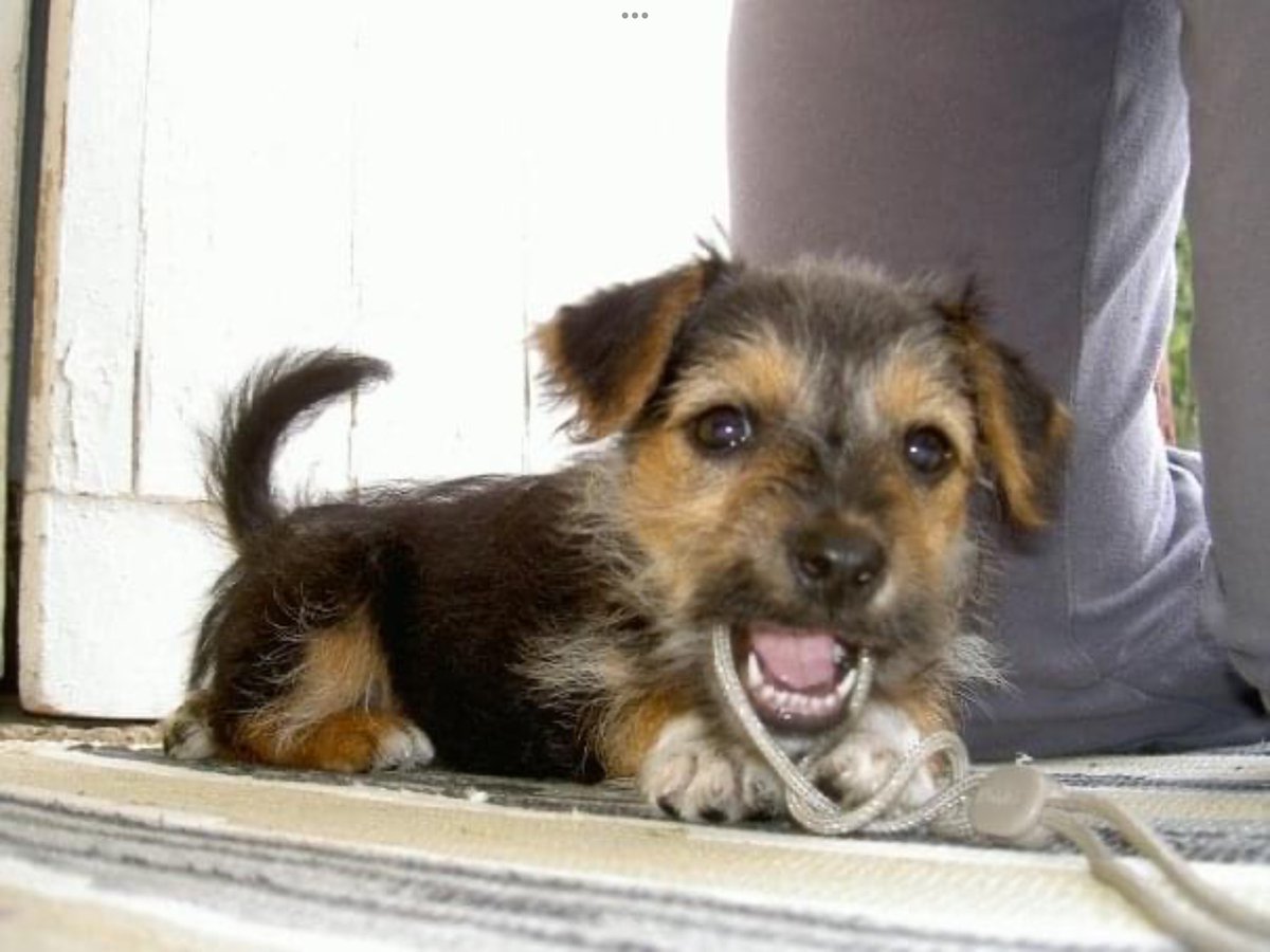 PoppyH20's tweet image. Thirteen years ago I moved in, a lively bundle of fur and sharp teeth. Now I’m a sedate old lady on steroids (until a 🐈‍⬛ intrudes on my patch 💨).