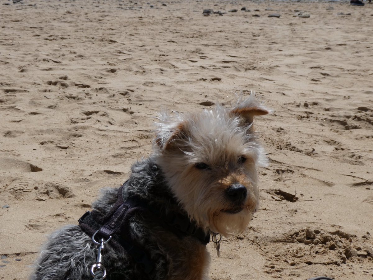 PoppyH20's tweet image. Thirteen years ago I moved in, a lively bundle of fur and sharp teeth. Now I’m a sedate old lady on steroids (until a 🐈‍⬛ intrudes on my patch 💨).