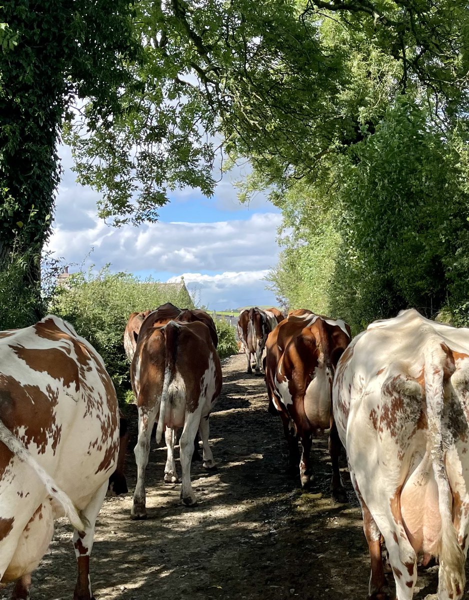 JRfromStrickley's tweet photo. Back down the old lane, almost home for afternoon milking 
The same cows are always at the front, and there’s always a few familiar bums at the back too 😊

#farm24 https://t.co/0wblvg9OjI