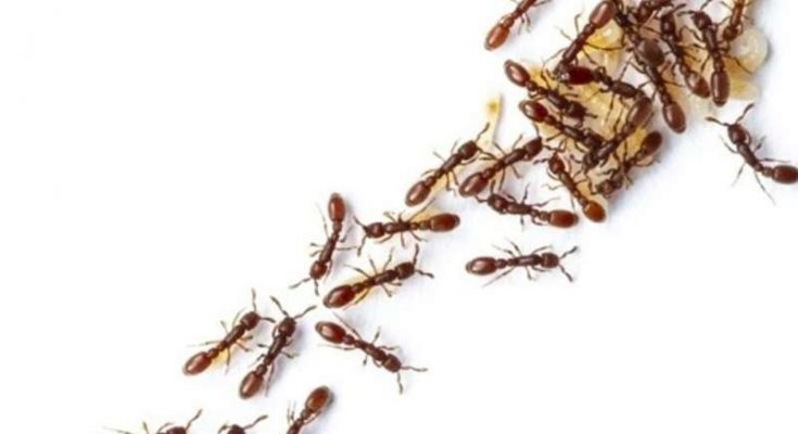 CanadianmediaA's tweet photo. Ant colonies behave like neural networks when making decisions; https://t.co/7po3jeuCvl: #Antcolonies; #neuralnetworks; #Collective Decisions https://t.co/fC9FQZ0wA6