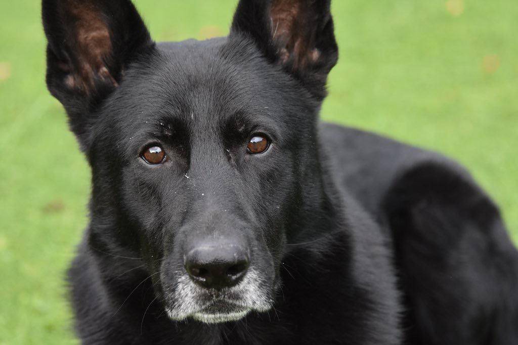 ASPoliceDogs tweet media