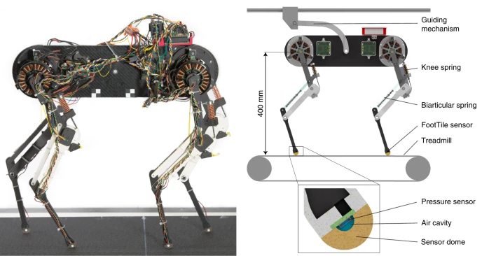 emulenews's tweet image. #NatureMachineIntelligence Learning plastic matching of robot dynamics in closed-loop central pattern generators nature.com/articles/s4225… How biological locomotion controllers learn to leverage the intelligence embodied in their leg mechanics.