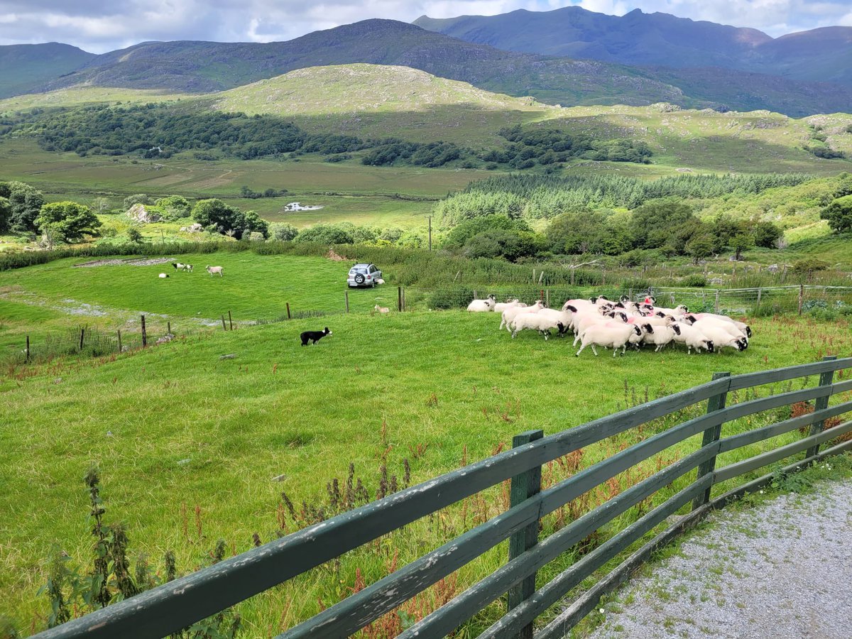 OptimumChauffeu's tweet image. A firm favourite with our clients and a fantastic attraction to take in whilst touring or visiting Ireland, sheep demo @ Kissans Sheep Farm,get in touch with our reservations team to book your bespoke tour itinerary now @OptimumChauffeu #visitireland #touringireland #sheeptrials