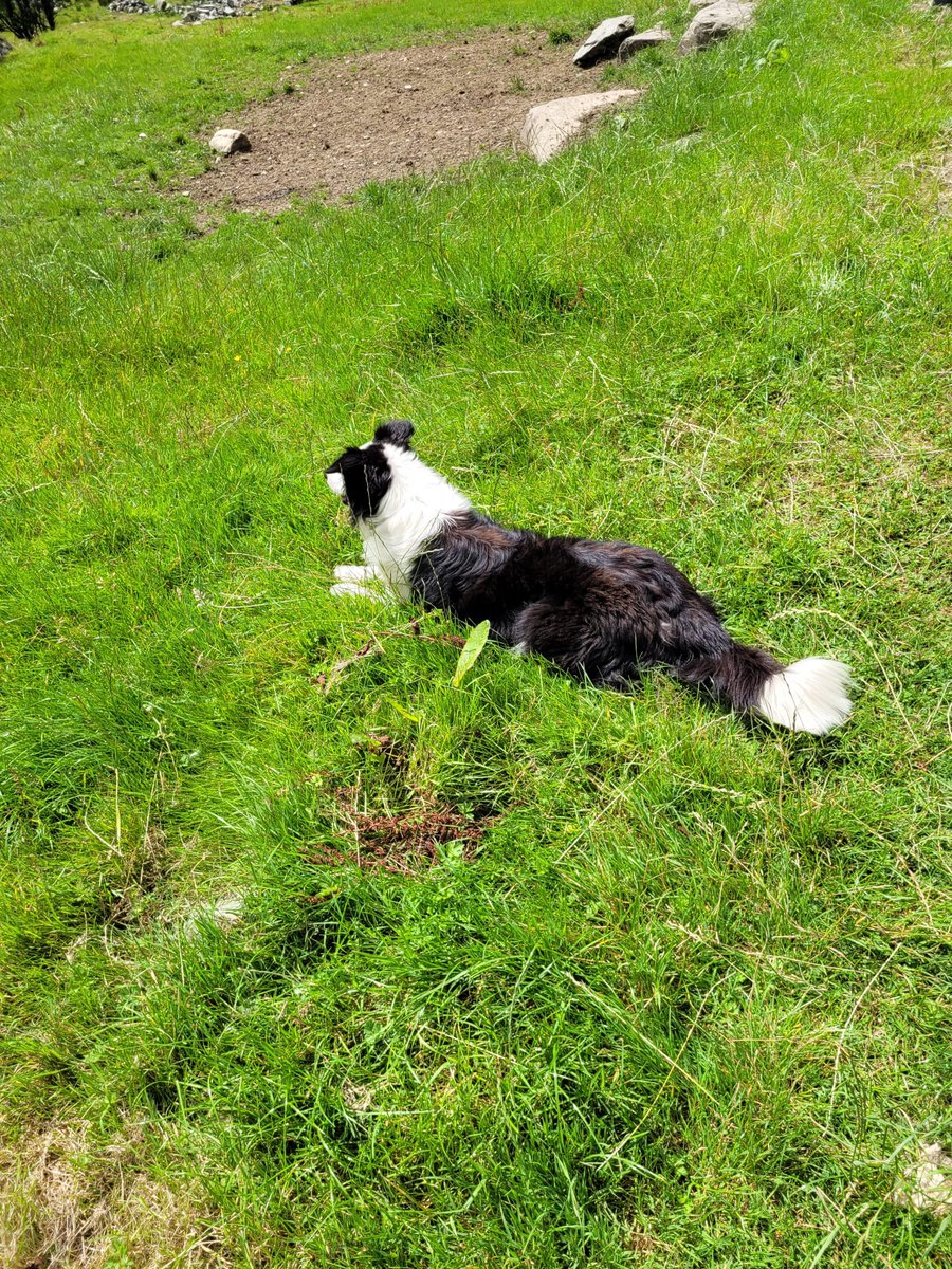 OptimumChauffeu's tweet image. A firm favourite with our clients and a fantastic attraction to take in whilst touring or visiting Ireland, sheep demo @ Kissans Sheep Farm,get in touch with our reservations team to book your bespoke tour itinerary now @OptimumChauffeu #visitireland #touringireland #sheeptrials
