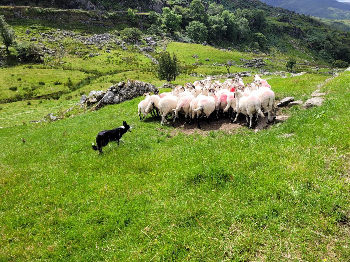 OptimumChauffeu's tweet image. A firm favourite with our clients and a fantastic attraction to take in whilst touring or visiting Ireland, sheep demo @ Kissans Sheep Farm,get in touch with our reservations team to book your bespoke tour itinerary now @OptimumChauffeu #visitireland #touringireland #sheeptrials