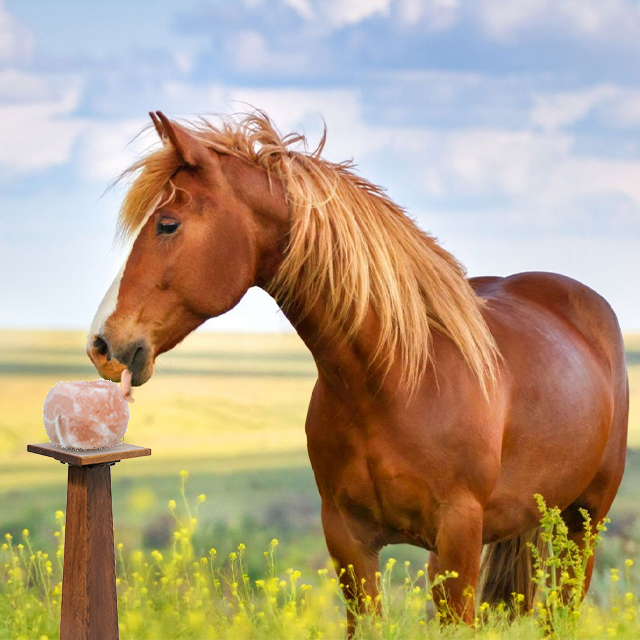 pinksaltwalls's tweet photo. How Animals Become Healthy and Active by Licking Himalayan Salt
https://t.co/dMTf82OpAO
☝️☝️☝️
#lickingsalt #Horses #himalayansalt https://t.co/hSSGFK97EF